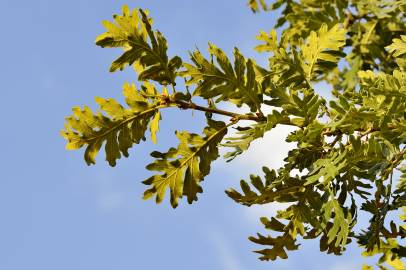 Fotografia da espécie Quercus pyrenaica