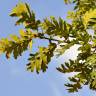 Fotografia 8 da espécie Quercus pyrenaica do Jardim Botânico UTAD