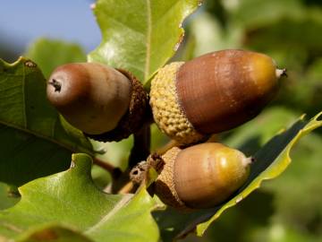 Fotografia da espécie Quercus pyrenaica