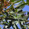 Fotografia 14 da espécie Pistacia lentiscus do Jardim Botânico UTAD
