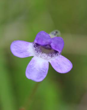 Fotografia 6 da espécie Pinguicula vulgaris no Jardim Botânico UTAD