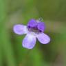 Fotografia 6 da espécie Pinguicula vulgaris do Jardim Botânico UTAD