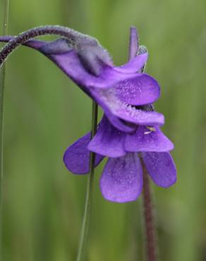 Fotografia 7 da espécie Pinguicula vulgaris no Jardim Botânico UTAD