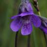 Fotografia 8 da espécie Pinguicula vulgaris do Jardim Botânico UTAD