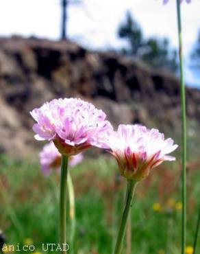 Fotografia 4 da espécie Armeria beirana no Jardim Botânico UTAD