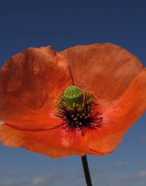 Fotografia 6 da espécie Papaver dubium no Jardim Botânico UTAD