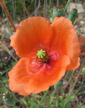 Fotografia 1 da espécie Papaver dubium no Jardim Botânico UTAD