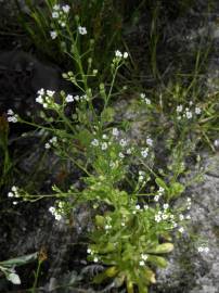 Fotografia da espécie Samolus valerandi