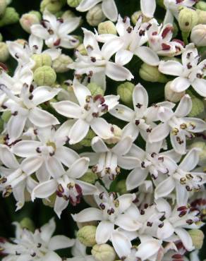 Fotografia 1 da espécie Sambucus ebulus no Jardim Botânico UTAD