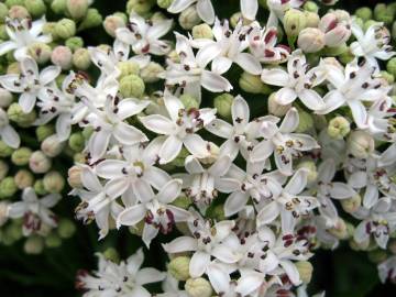 Fotografia da espécie Sambucus ebulus