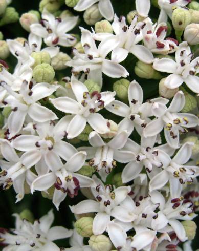 Fotografia de capa Sambucus ebulus - do Jardim Botânico