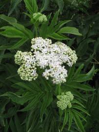 Fotografia da espécie Sambucus ebulus