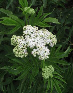 Fotografia 5 da espécie Sambucus ebulus no Jardim Botânico UTAD