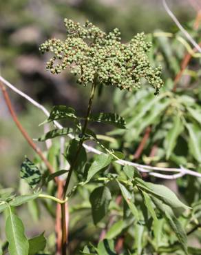 Fotografia 12 da espécie Sambucus nigra subesp. nigra no Jardim Botânico UTAD