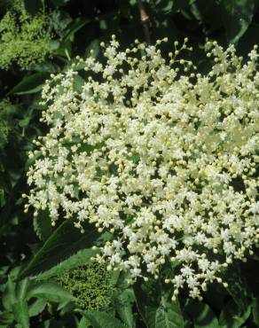 Fotografia 13 da espécie Sambucus nigra subesp. nigra no Jardim Botânico UTAD