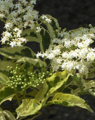 Fotografia de capa Sambucus nigra subesp. nigra - do Jardim Botânico