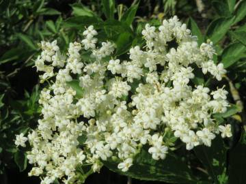 Fotografia da espécie Sambucus nigra subesp. nigra