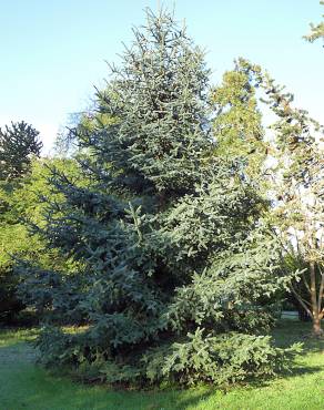 Fotografia 3 da espécie Abies pinsapo no Jardim Botânico UTAD