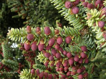 Fotografia da espécie Abies pinsapo