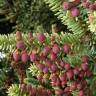 Fotografia 4 da espécie Abies pinsapo do Jardim Botânico UTAD