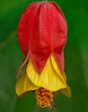 Fotografia 4 da espécie Abutilon megapotamicum var. kentish-belle no Jardim Botânico UTAD