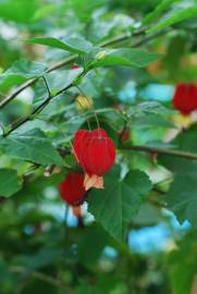 Fotografia da espécie Abutilon megapotamicum var. kentish-belle