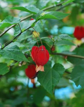 Fotografia 5 da espécie Abutilon megapotamicum var. kentish-belle no Jardim Botânico UTAD