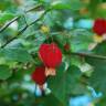 Fotografia 5 da espécie Abutilon megapotamicum var. kentish-belle do Jardim Botânico UTAD