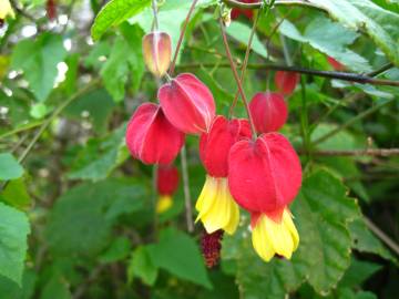 Fotografia da espécie Abutilon megapotamicum var. kentish-belle