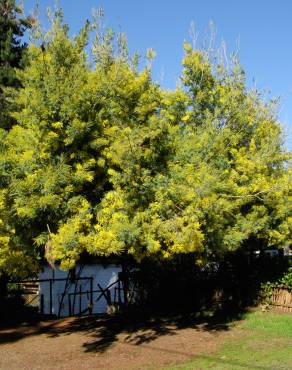 Fotografia 4 da espécie Acacia dealbata no Jardim Botânico UTAD