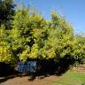Fotografia 4 da espécie Acacia dealbata do Jardim Botânico UTAD