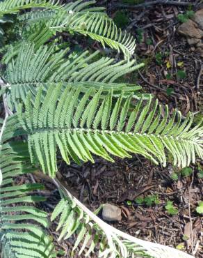 Fotografia 5 da espécie Acacia dealbata no Jardim Botânico UTAD