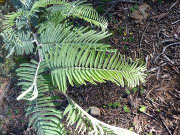 Fotografia da espécie Acacia dealbata