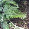 Fotografia 5 da espécie Acacia dealbata do Jardim Botânico UTAD