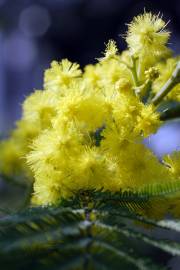 Fotografia da espécie Acacia dealbata