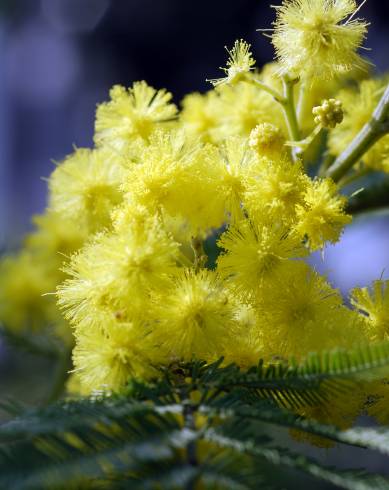 Fotografia de capa Acacia dealbata - do Jardim Botânico