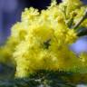 Fotografia 1 da espécie Acacia dealbata do Jardim Botânico UTAD