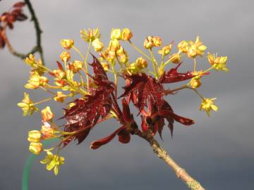 Fotografia da espécie Acer platanoides