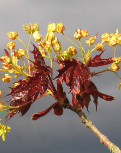 Fotografia de capa Acer platanoides - do Jardim Botânico