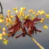 Fotografia 1 da espécie Acer platanoides do Jardim Botânico UTAD
