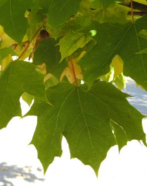 Fotografia 4 da espécie Acer platanoides no Jardim Botânico UTAD