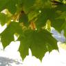 Fotografia 4 da espécie Acer platanoides do Jardim Botânico UTAD