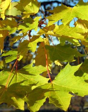 Fotografia 5 da espécie Acer platanoides no Jardim Botânico UTAD