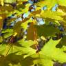 Fotografia 5 da espécie Acer platanoides do Jardim Botânico UTAD