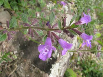 Fotografia da espécie Acinos alpinus subesp. meridionalis