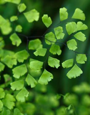 Fotografia 5 da espécie Adiantum capillus-veneris no Jardim Botânico UTAD