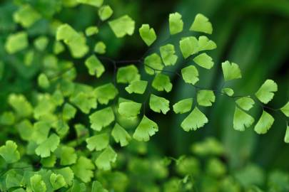 Fotografia da espécie Adiantum capillus-veneris