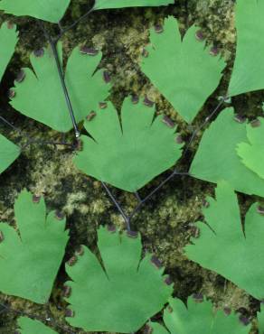 Fotografia 6 da espécie Adiantum capillus-veneris no Jardim Botânico UTAD