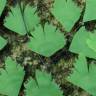 Fotografia 6 da espécie Adiantum capillus-veneris do Jardim Botânico UTAD