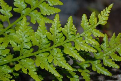 Fotografia da espécie Asplenium adiantum-nigrum var. corunnense